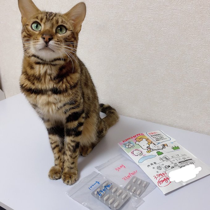 f:id:nekoja-peterpan:20210108164548j:plain