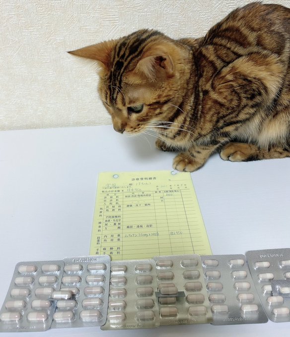 f:id:nekoja-peterpan:20210108164607j:plain