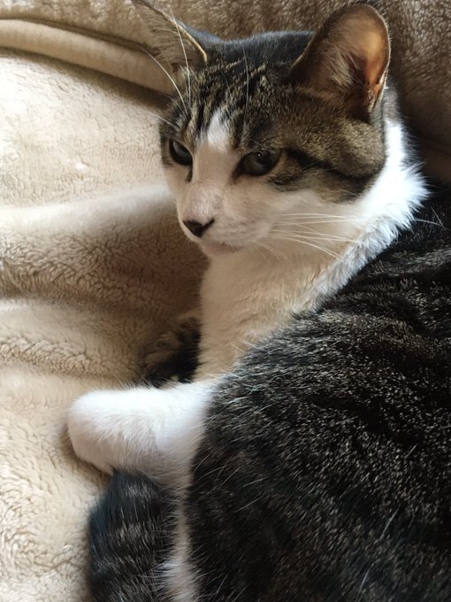 f:id:nekoja-peterpan:20210128204913j:plain