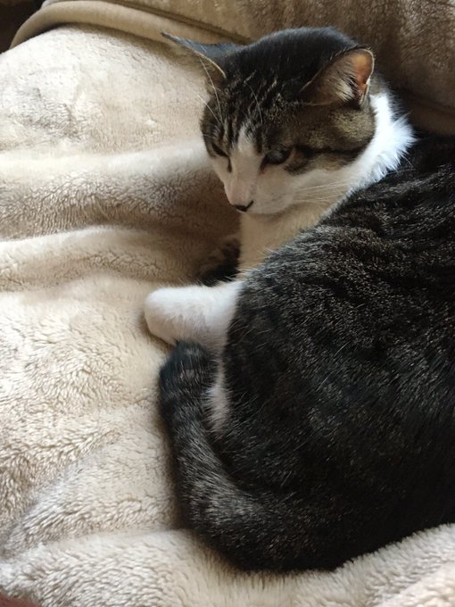 f:id:nekoja-peterpan:20210128205003j:plain