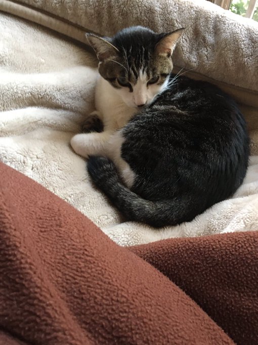 f:id:nekoja-peterpan:20210128205112j:plain