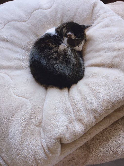 f:id:nekoja-peterpan:20210128205213j:plain