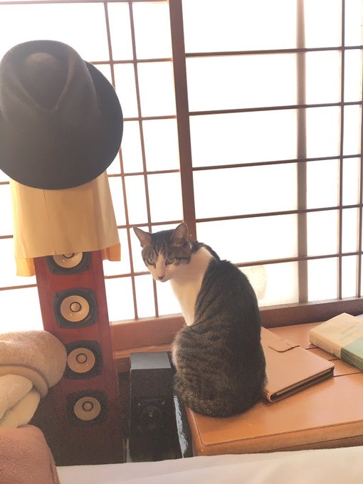 f:id:nekoja-peterpan:20210128205322j:plain