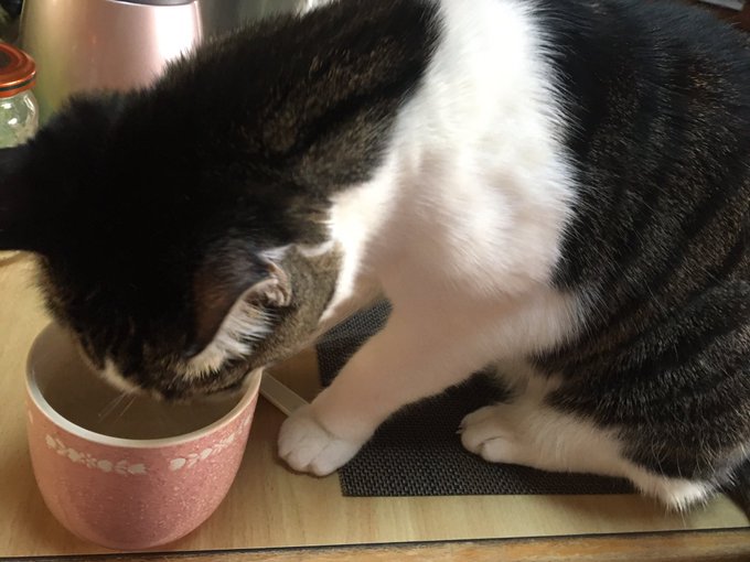 f:id:nekoja-peterpan:20210128205722j:plain