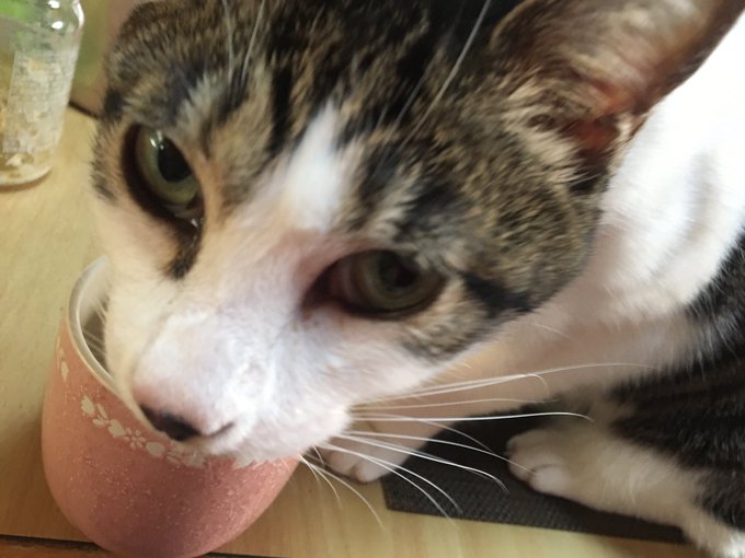 f:id:nekoja-peterpan:20210128205750j:plain