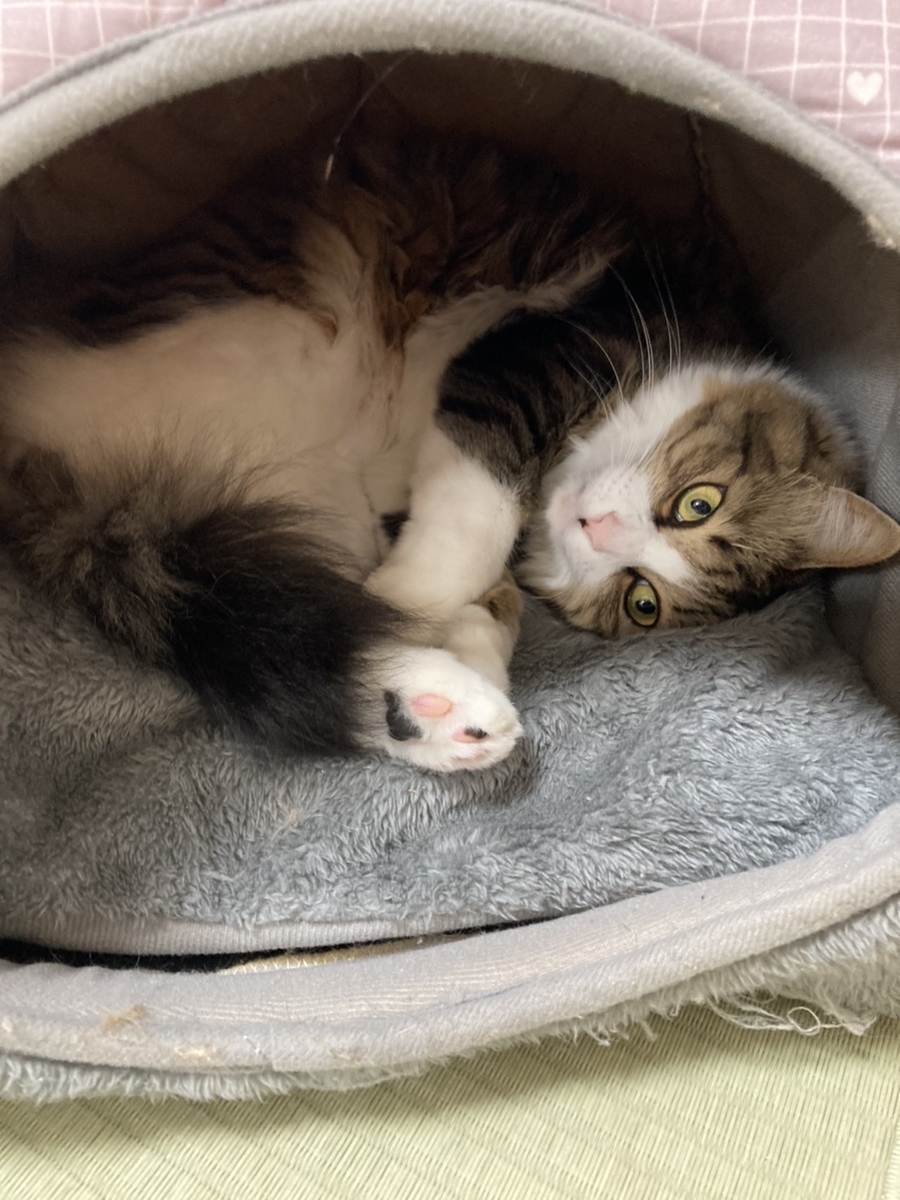 f:id:nekoja-peterpan:20210130133718j:plain