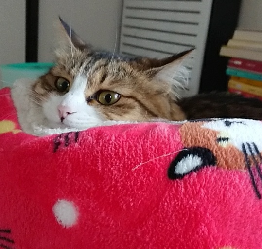 f:id:nekoja-peterpan:20210130133748j:plain