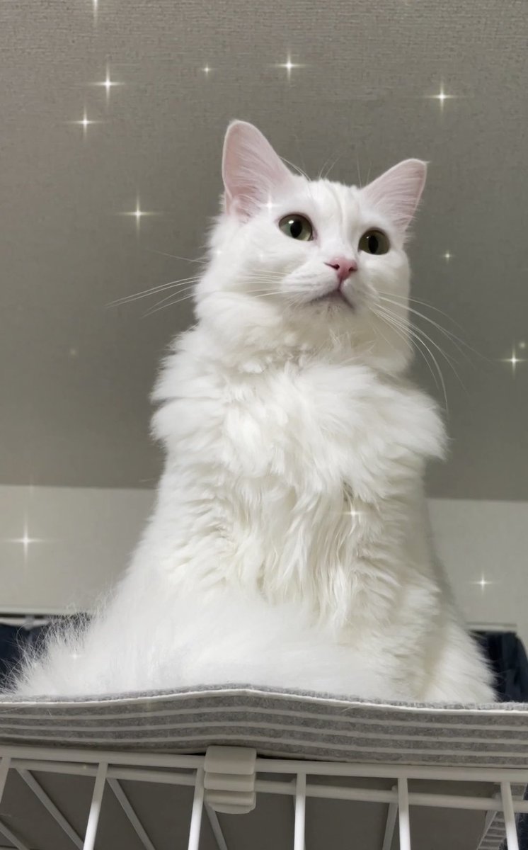 f:id:nekoja-peterpan:20210204105518j:plain