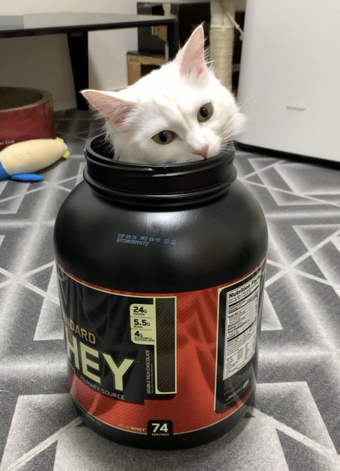 f:id:nekoja-peterpan:20210204105943j:plain