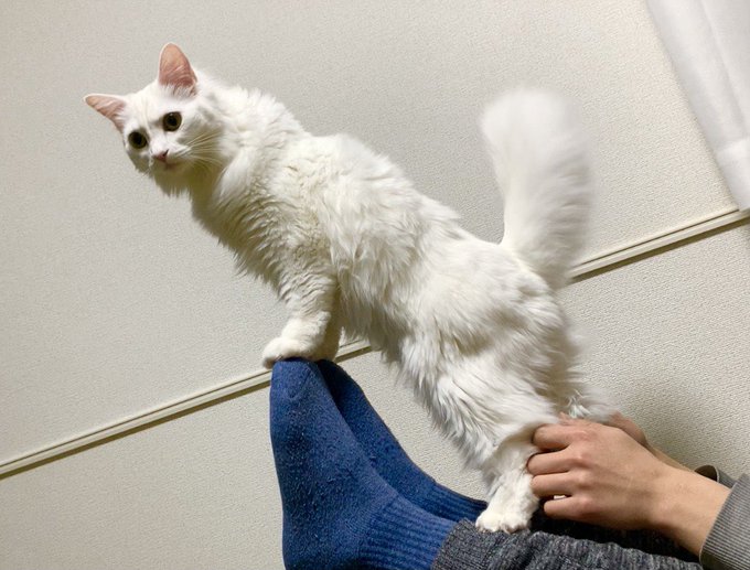 f:id:nekoja-peterpan:20210204110045j:plain