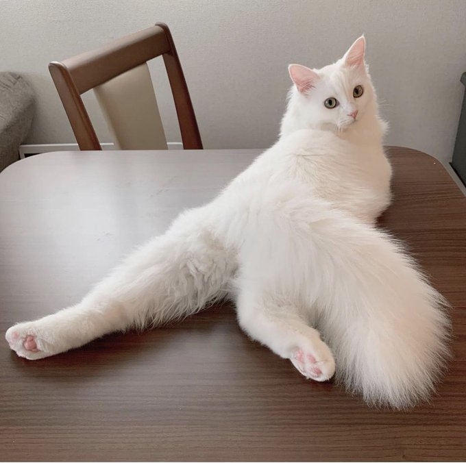 f:id:nekoja-peterpan:20210204162731j:plain