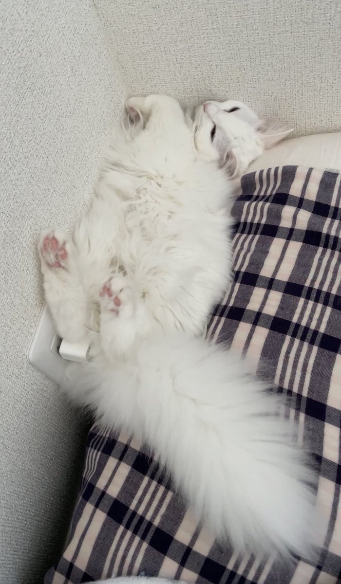 f:id:nekoja-peterpan:20210204163145j:plain