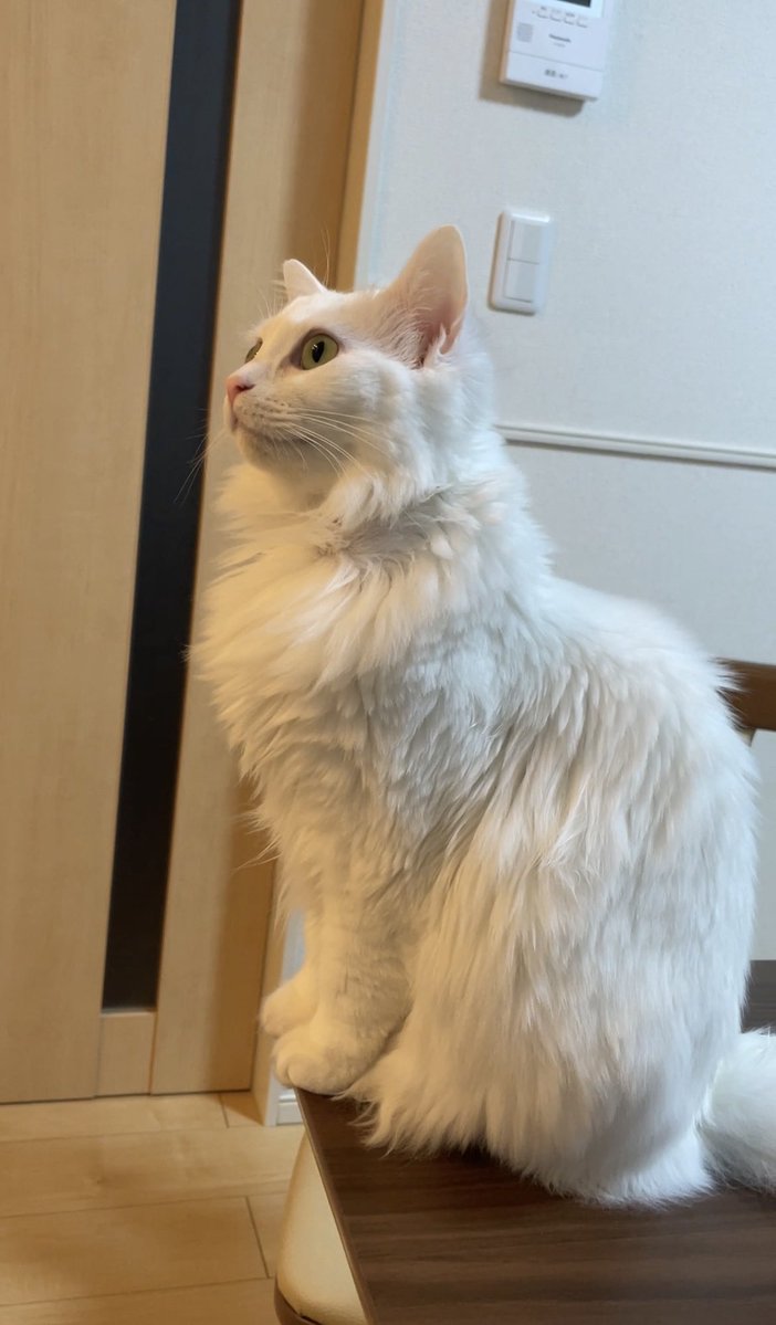 f:id:nekoja-peterpan:20210204163212j:plain