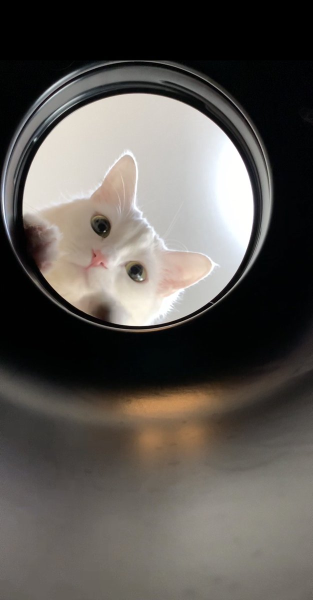 f:id:nekoja-peterpan:20210204163301j:plain