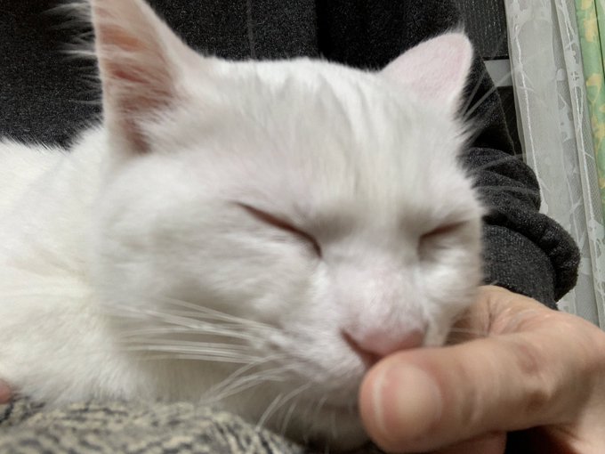 f:id:nekoja-peterpan:20210210145018j:plain