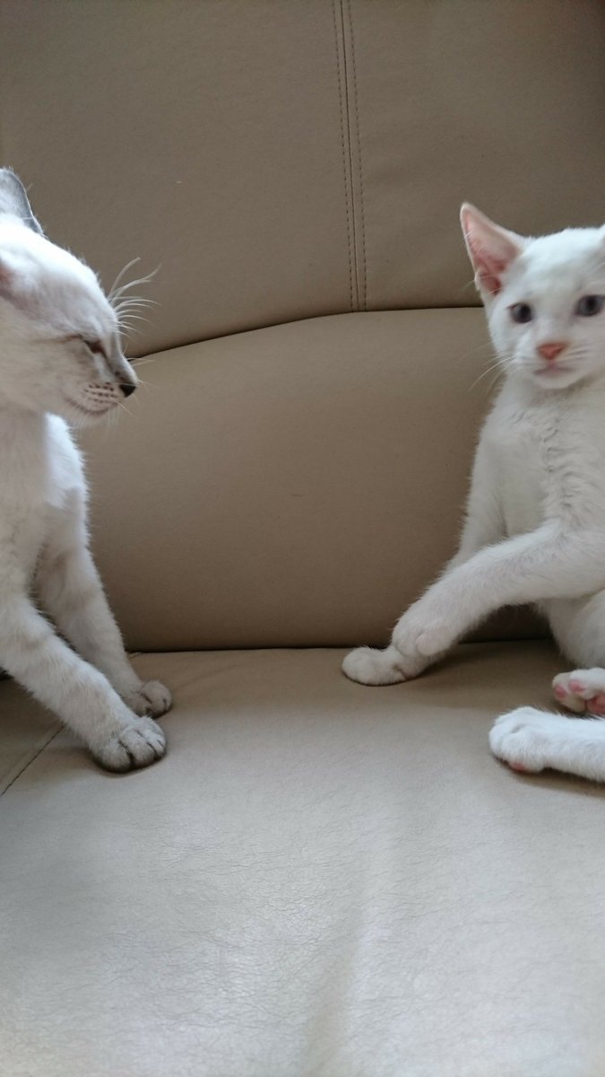 f:id:nekoja-peterpan:20210210190015j:plain