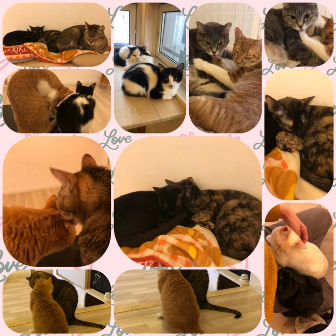 f:id:nekoja-peterpan:20210210191346j:plain