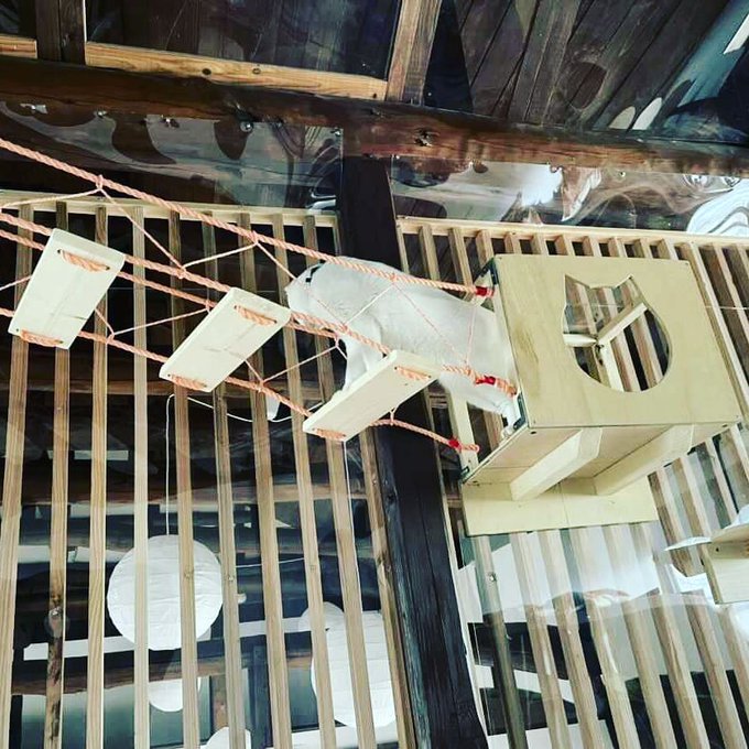 f:id:nekoja-peterpan:20210210192312j:plain