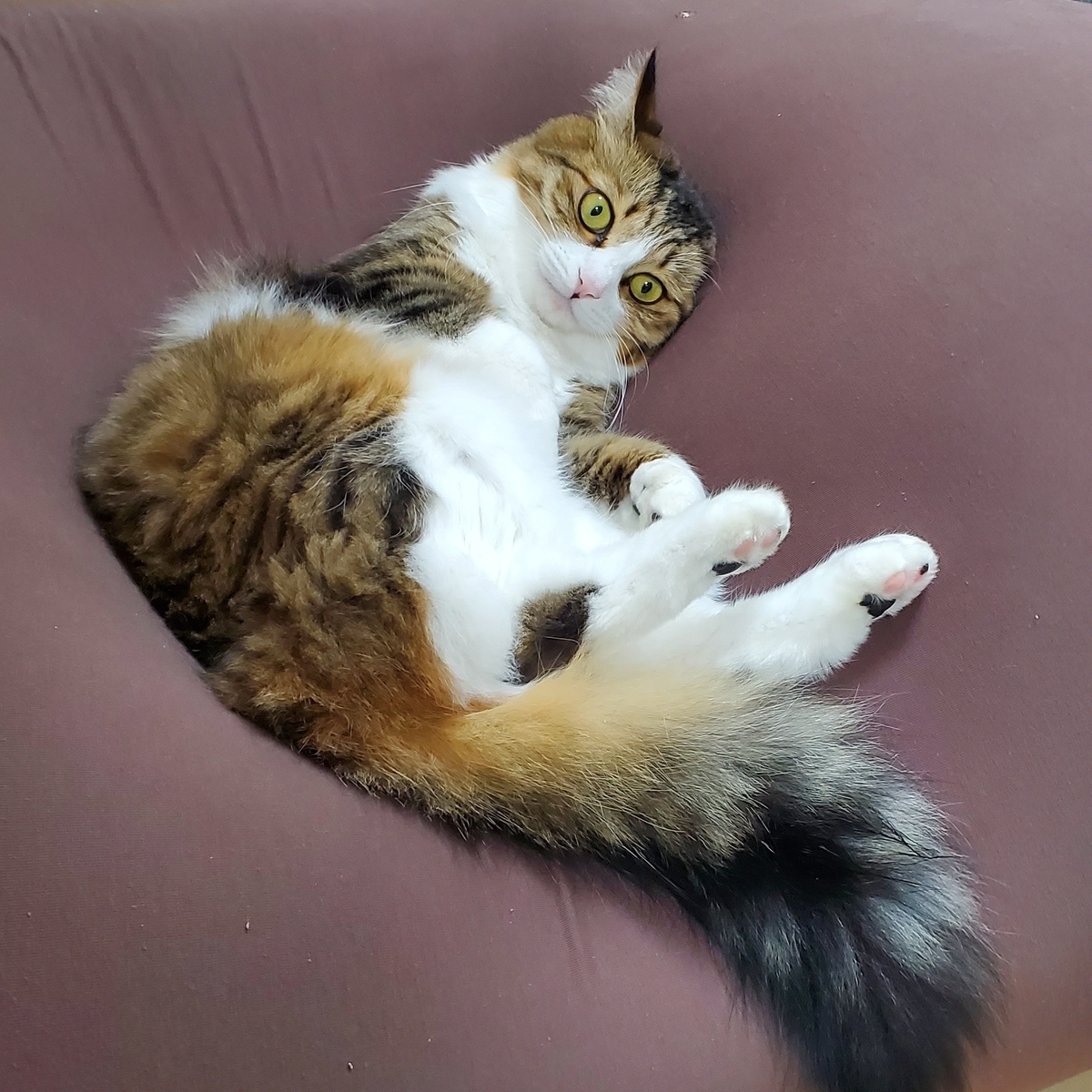 f:id:nekoja-peterpan:20210211175917j:plain