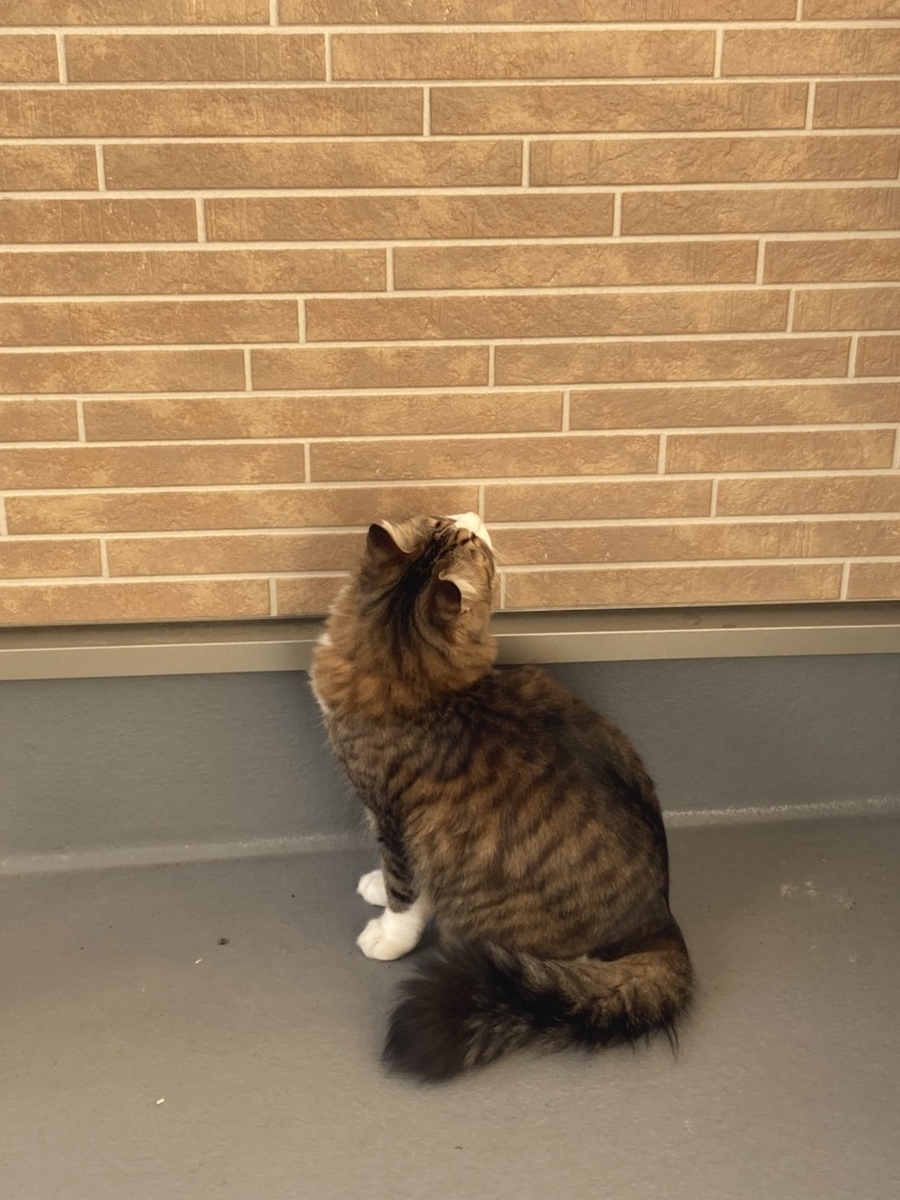 f:id:nekoja-peterpan:20210211175946j:plain