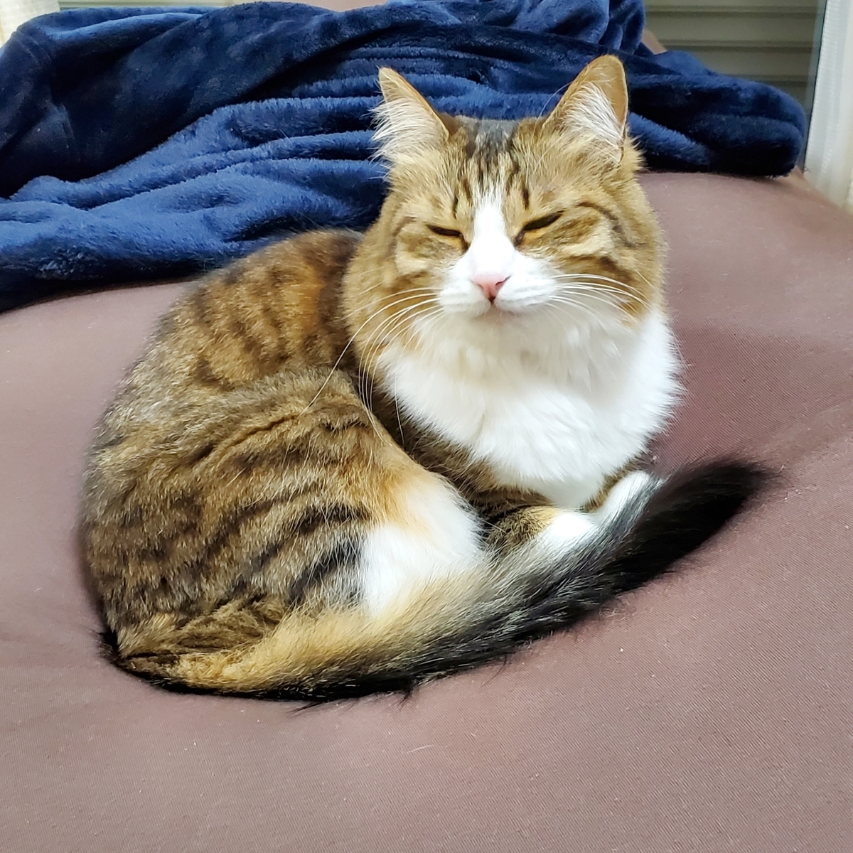 f:id:nekoja-peterpan:20210211180040j:plain