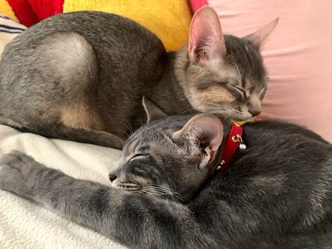 f:id:nekoja-peterpan:20210212135448j:plain