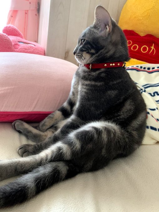 f:id:nekoja-peterpan:20210212135515j:plain