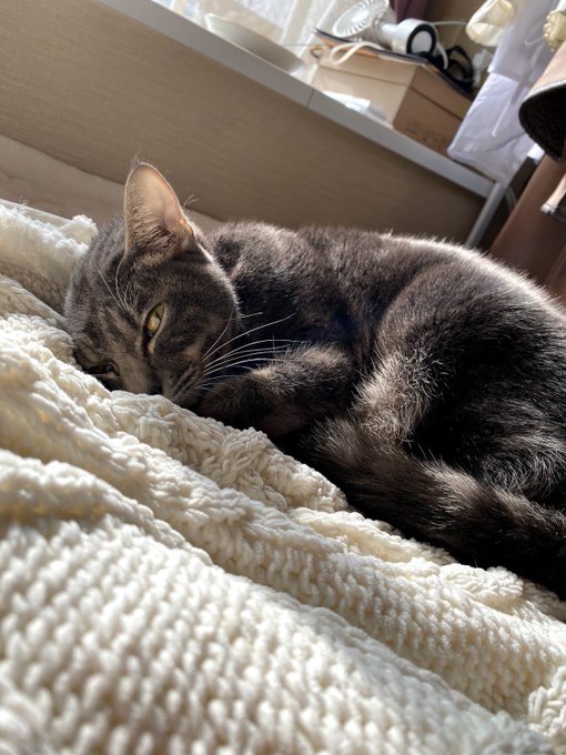 f:id:nekoja-peterpan:20210212135755j:plain