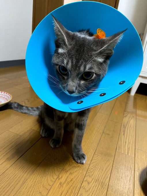 f:id:nekoja-peterpan:20210212135805j:plain