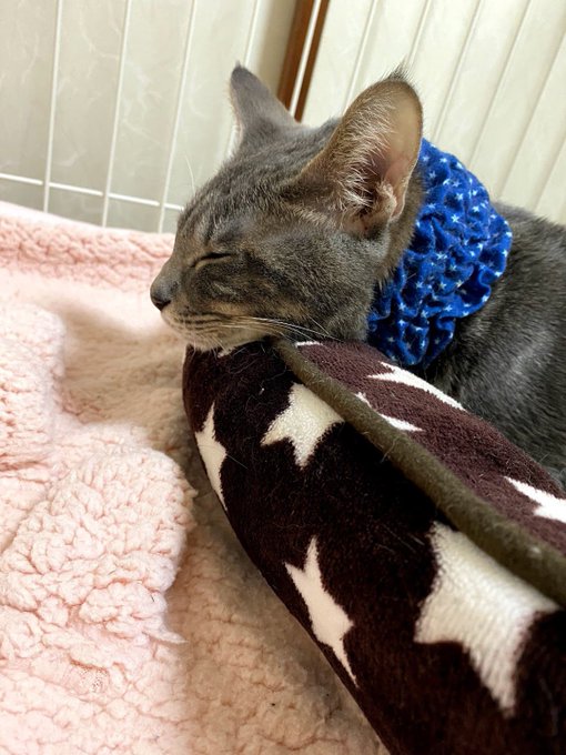 f:id:nekoja-peterpan:20210212140037j:plain