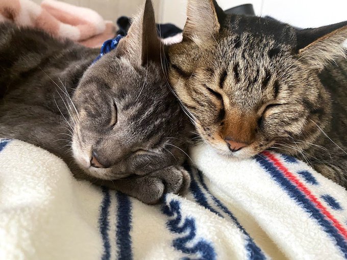 f:id:nekoja-peterpan:20210212141150j:plain