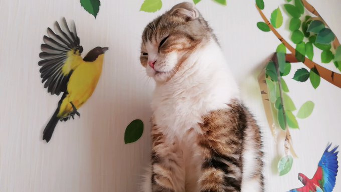 f:id:nekoja-peterpan:20210214203111j:plain