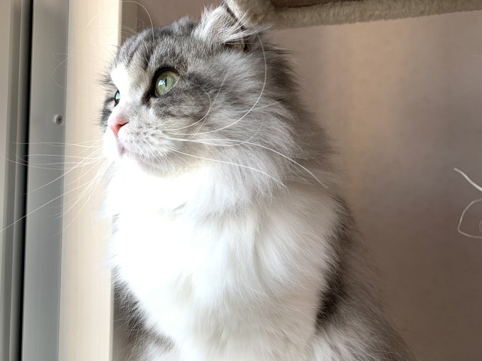 f:id:nekoja-peterpan:20210222202343j:plain