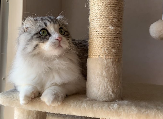 f:id:nekoja-peterpan:20210222202622j:plain