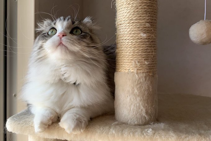 f:id:nekoja-peterpan:20210222202721j:plain