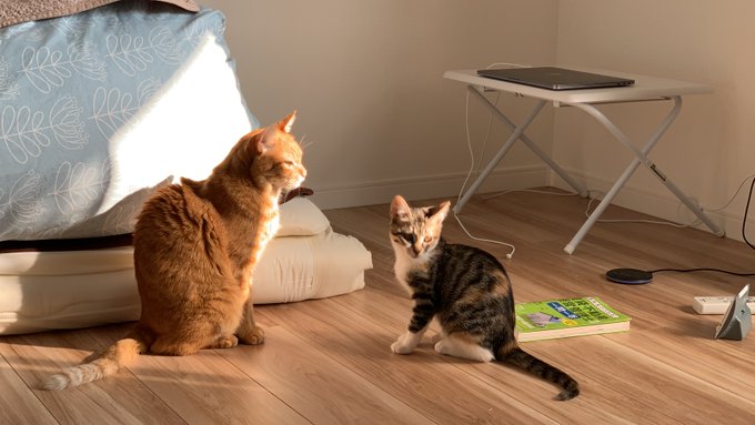 f:id:nekoja-peterpan:20210305173127j:plain