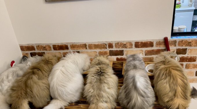 f:id:nekoja-peterpan:20210309162630j:plain