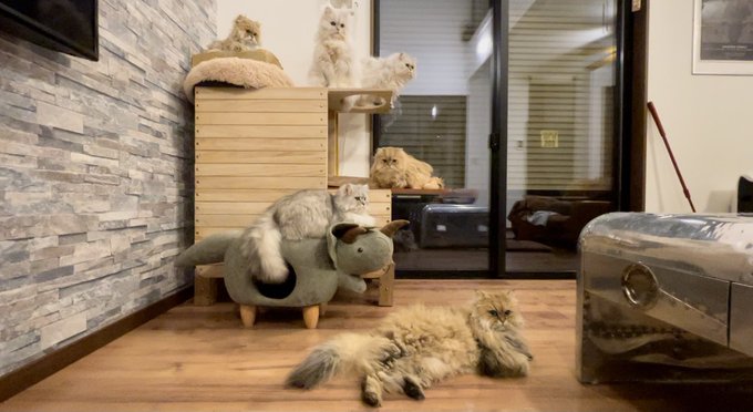 f:id:nekoja-peterpan:20210309162948j:plain