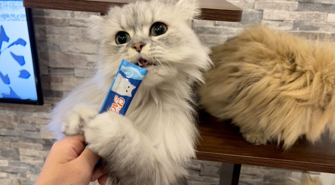 f:id:nekoja-peterpan:20210309163014j:plain