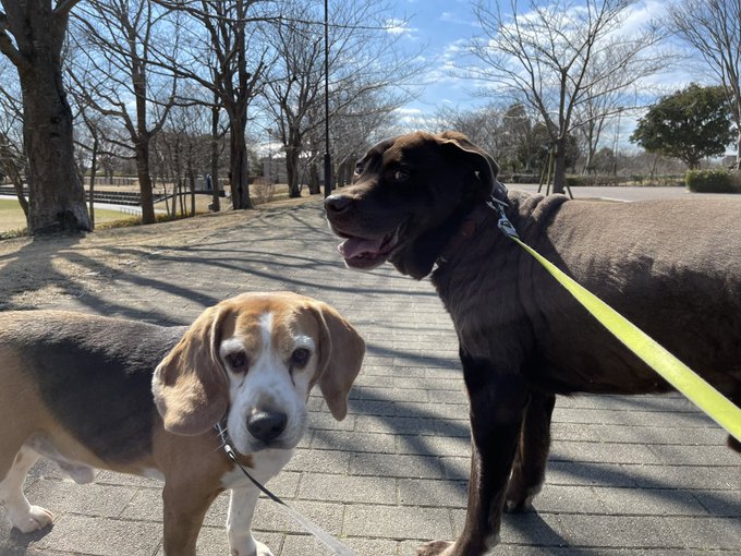 f:id:nekoja-peterpan:20210309163154j:plain