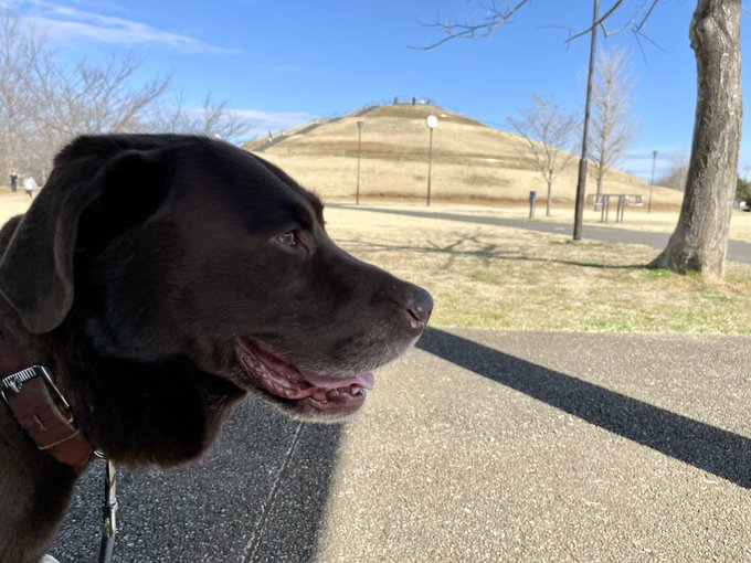 f:id:nekoja-peterpan:20210309163202j:plain