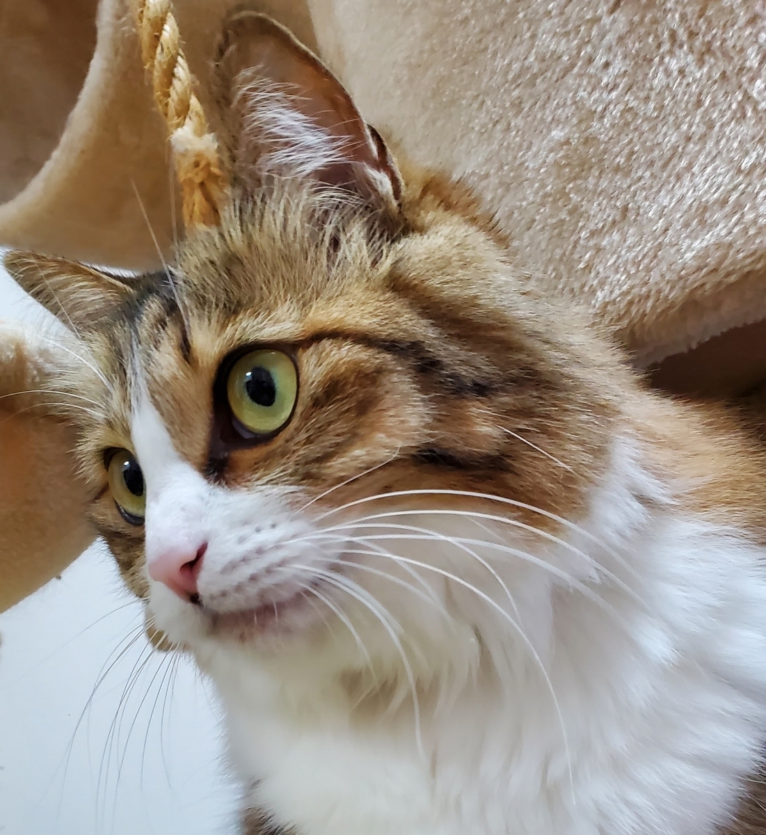 f:id:nekoja-peterpan:20210316200038j:plain