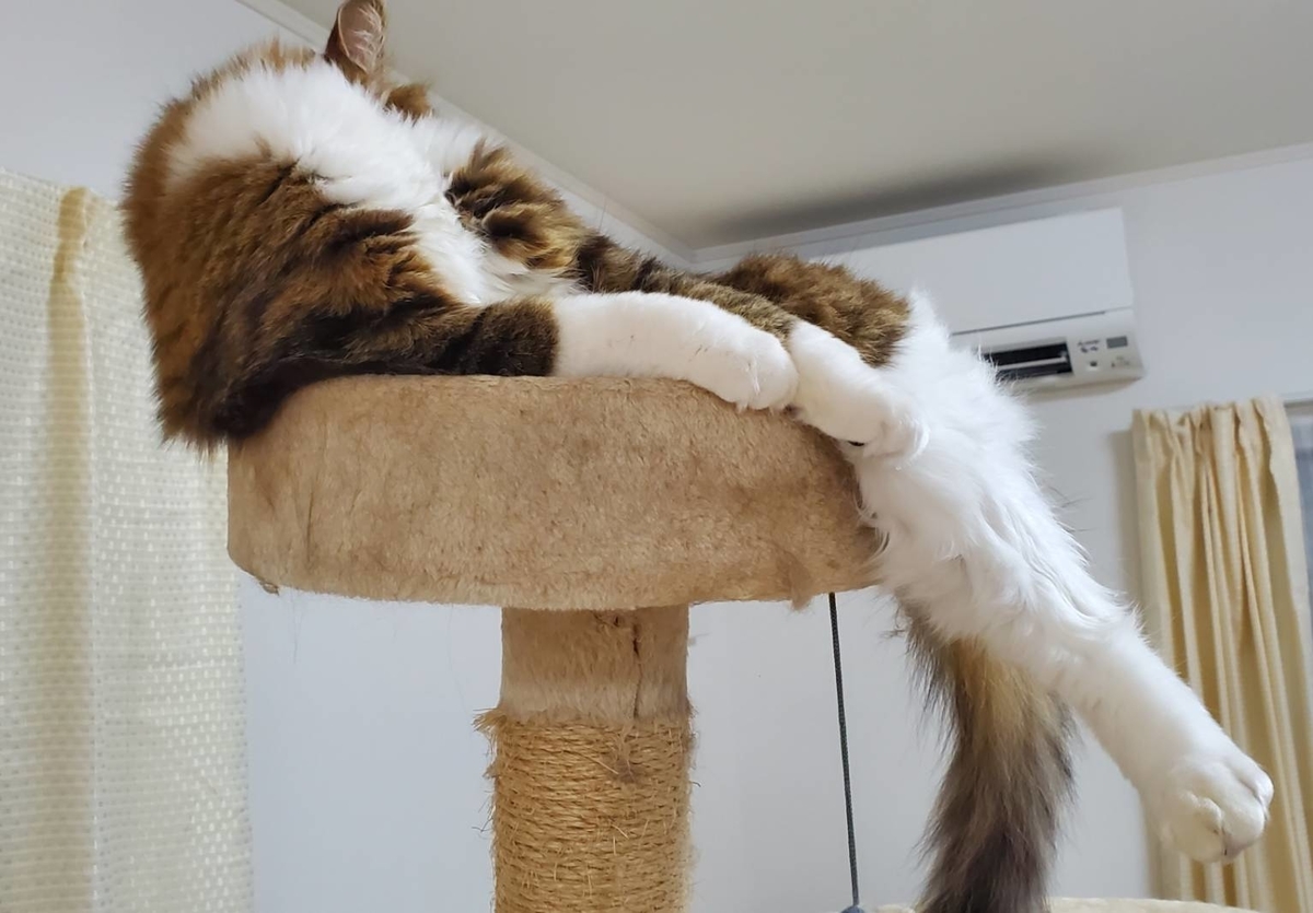 f:id:nekoja-peterpan:20210321182349j:plain