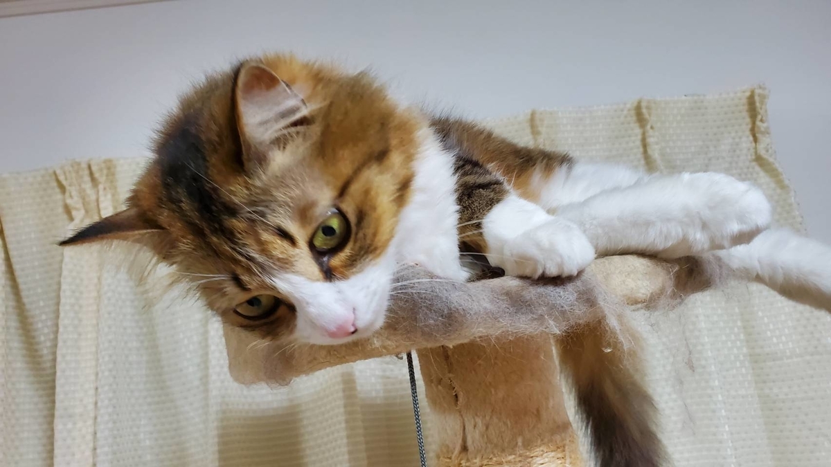 f:id:nekoja-peterpan:20210321182404j:plain