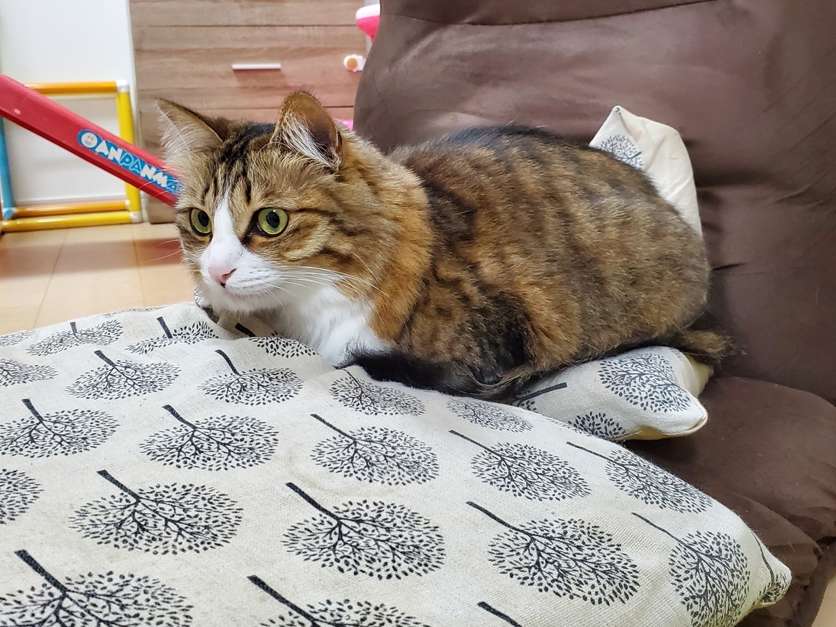 f:id:nekoja-peterpan:20210321182521j:plain