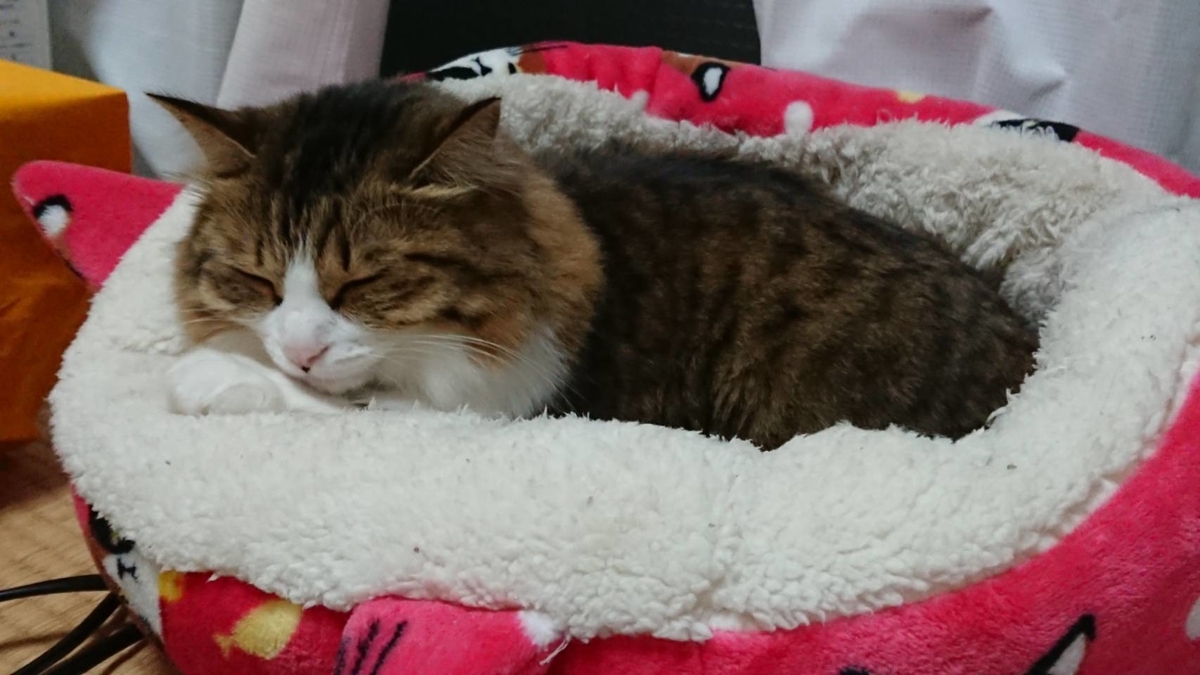 f:id:nekoja-peterpan:20210323171404j:plain