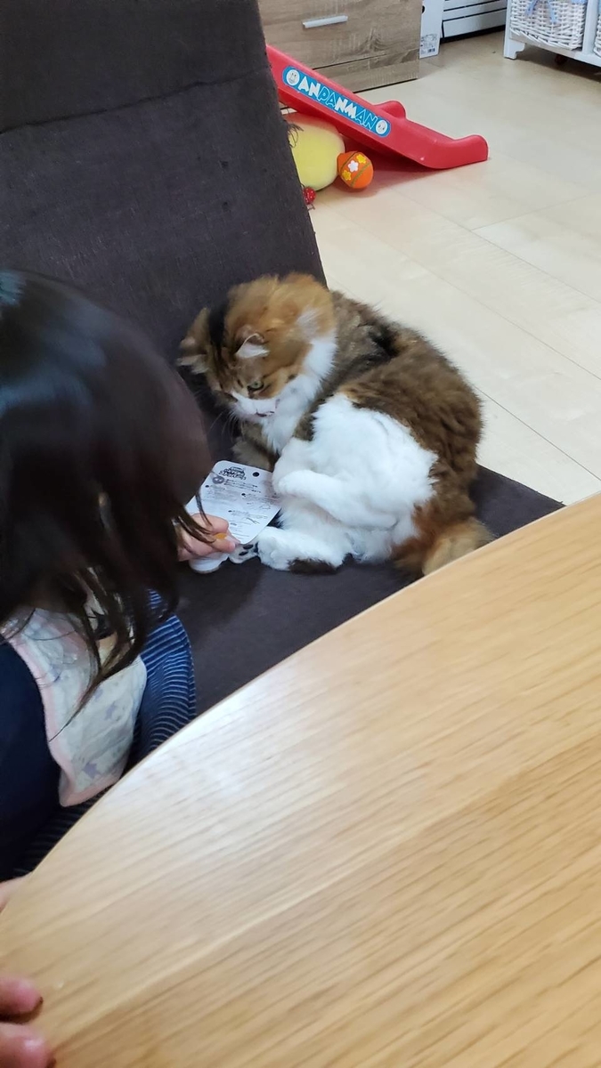 f:id:nekoja-peterpan:20210323171432j:plain