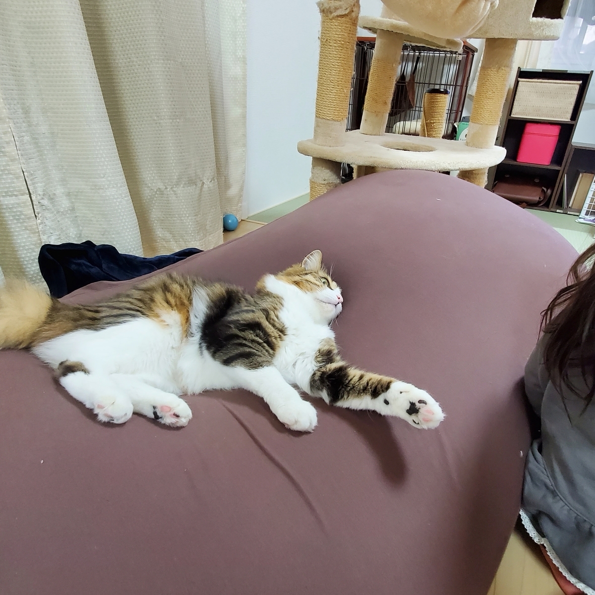 f:id:nekoja-peterpan:20210323171744j:plain