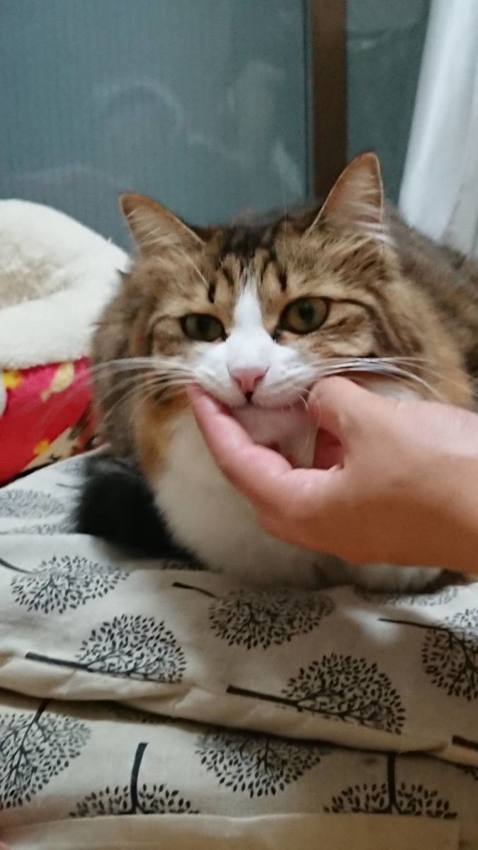 f:id:nekoja-peterpan:20210405115906j:plain