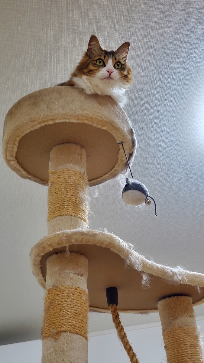 f:id:nekoja-peterpan:20210405115922j:plain